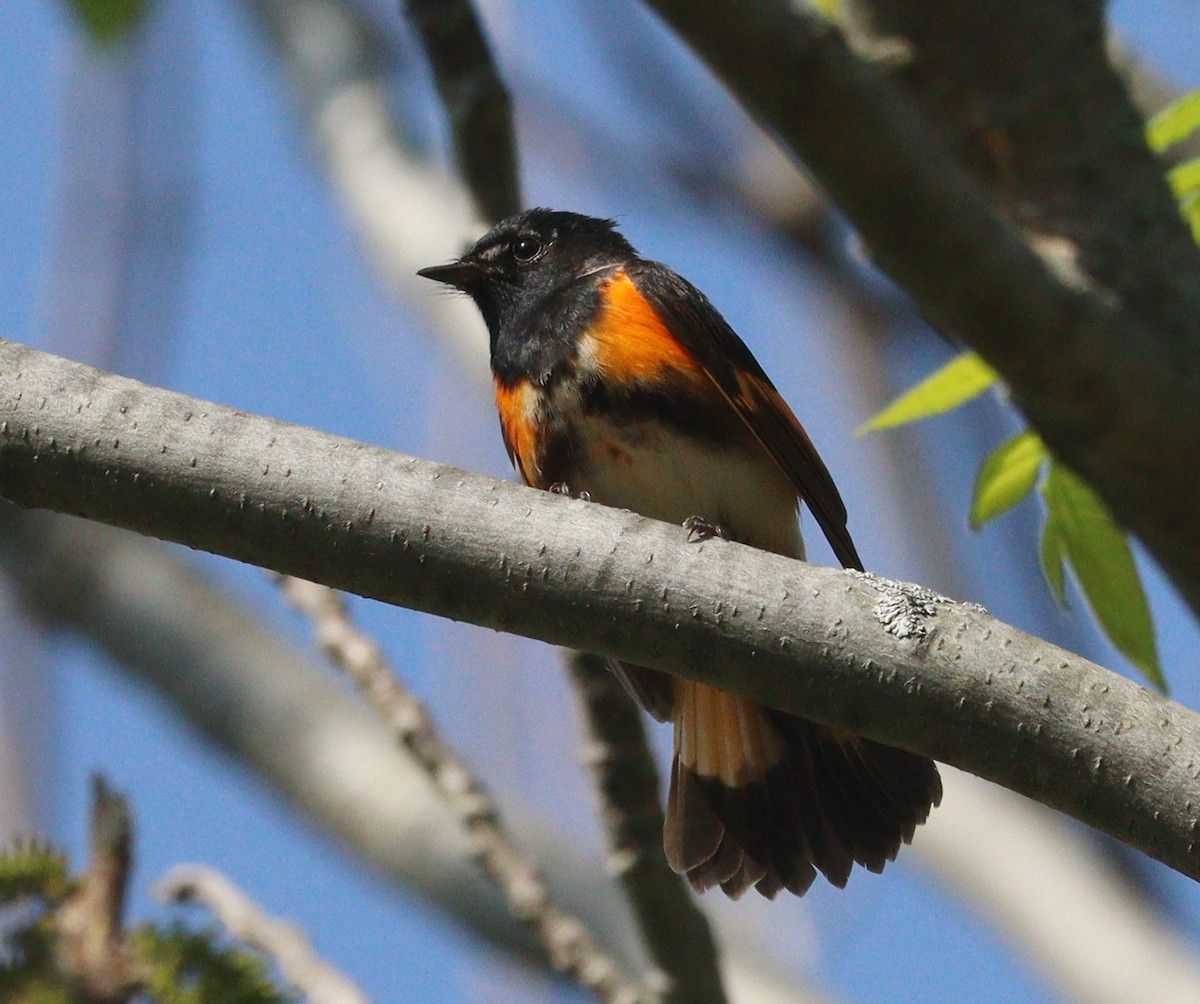 American Redstart - Hélène Crête