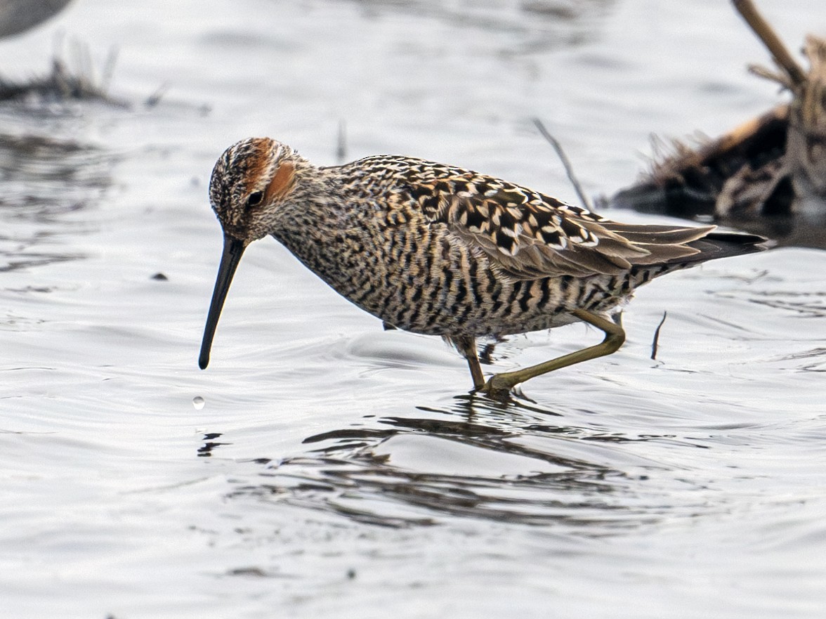 Stilt Sandpiper - Greg Courtney