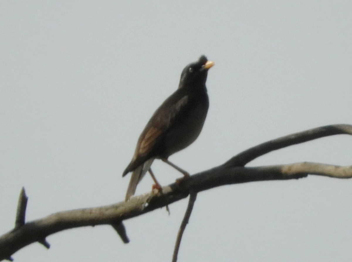 Jungle Myna - Manju Sinha