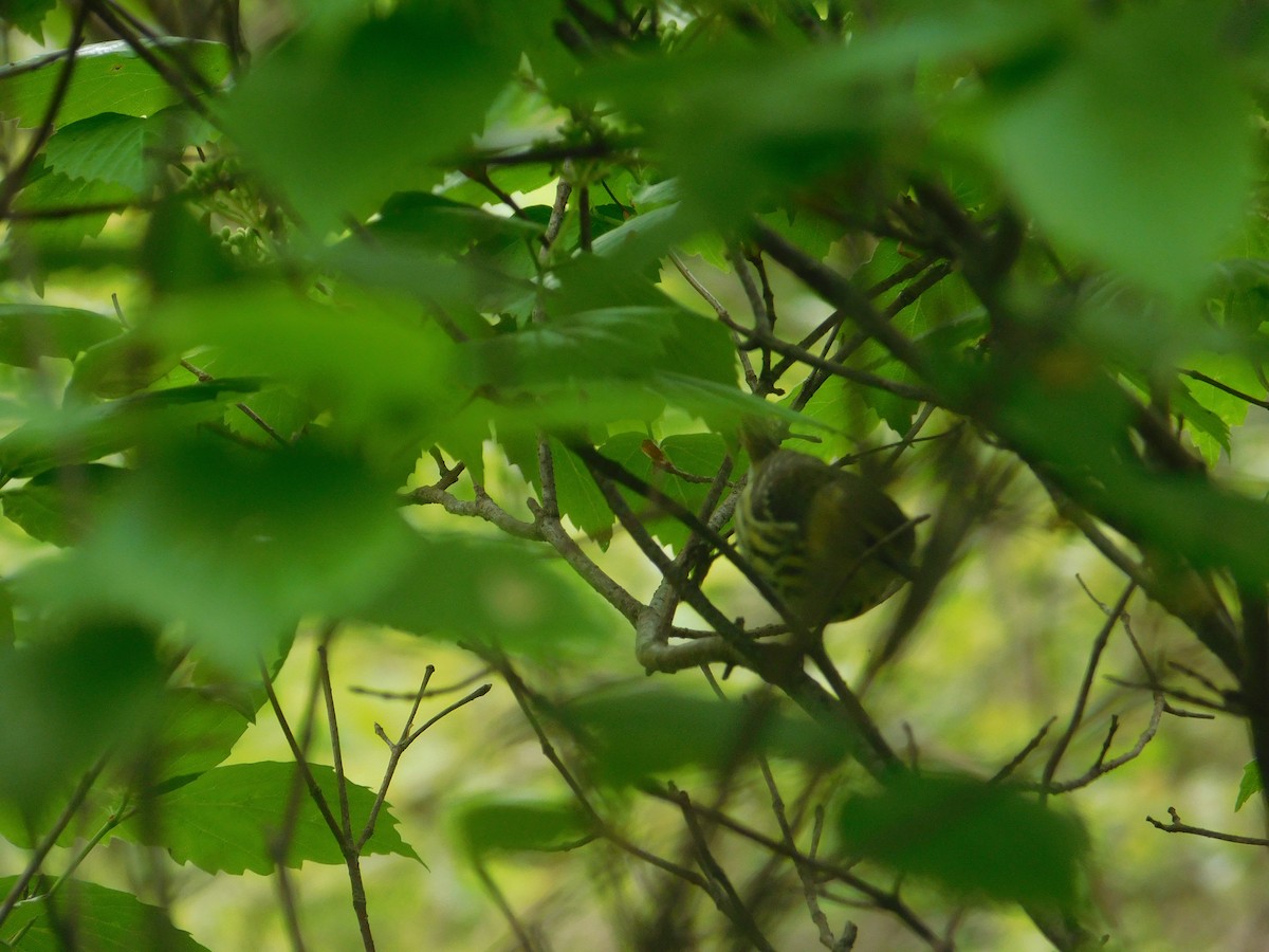 Cape May Warbler - Arrow Z L