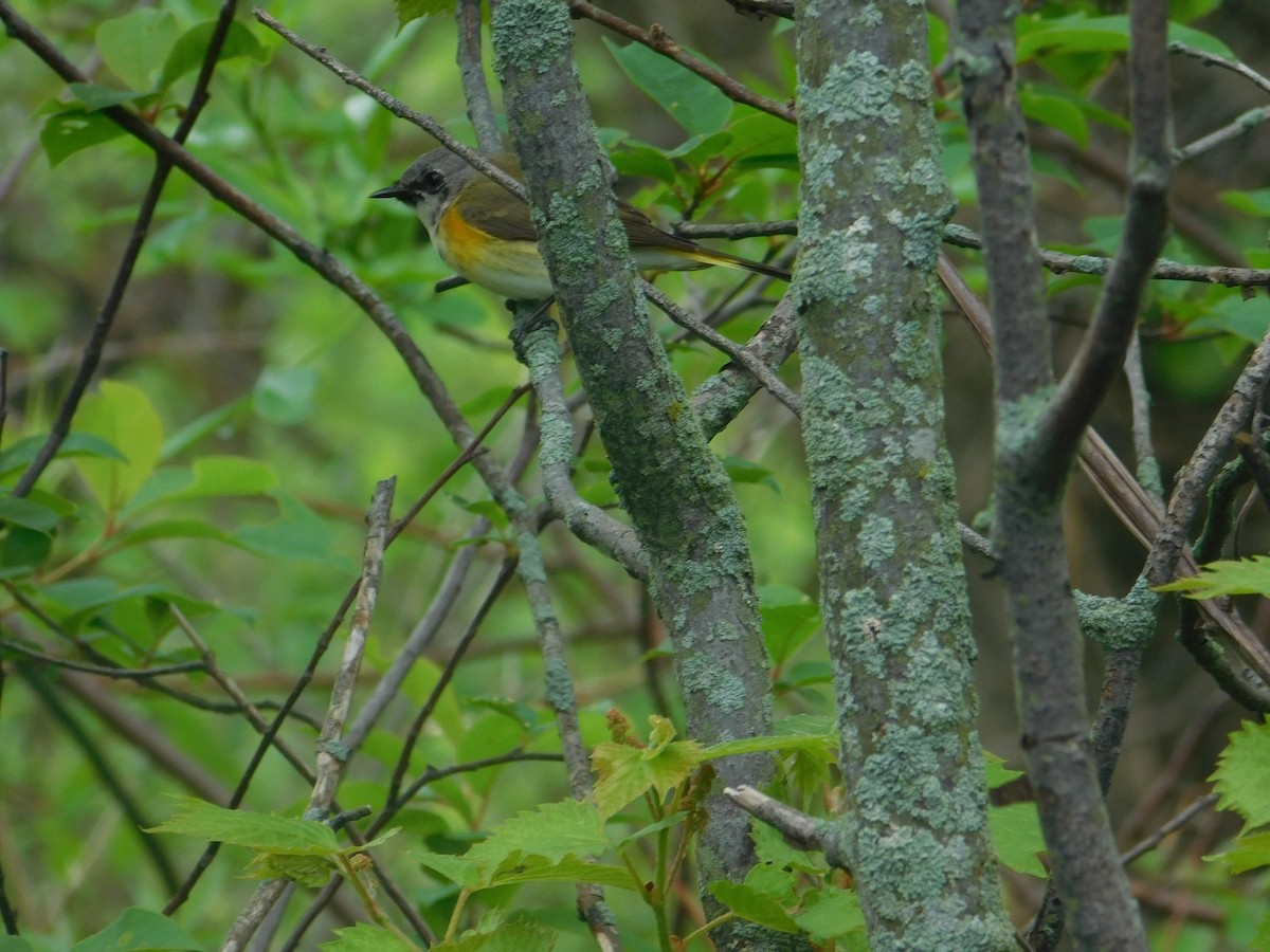 American Redstart - Arrow Z L