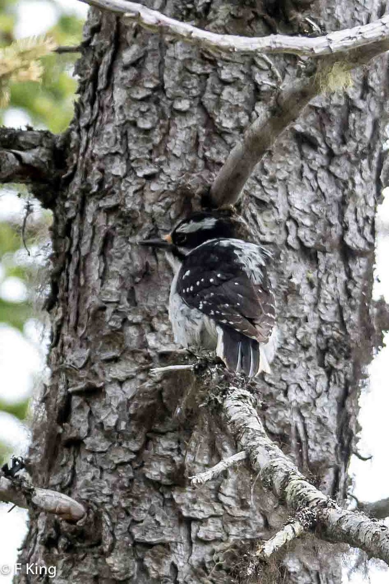 Hairy Woodpecker - Frank King