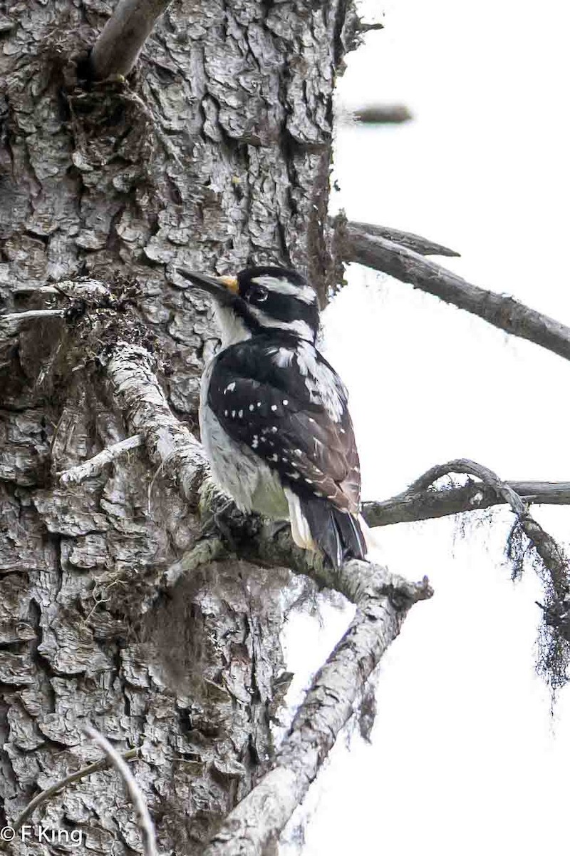 Hairy Woodpecker - Frank King