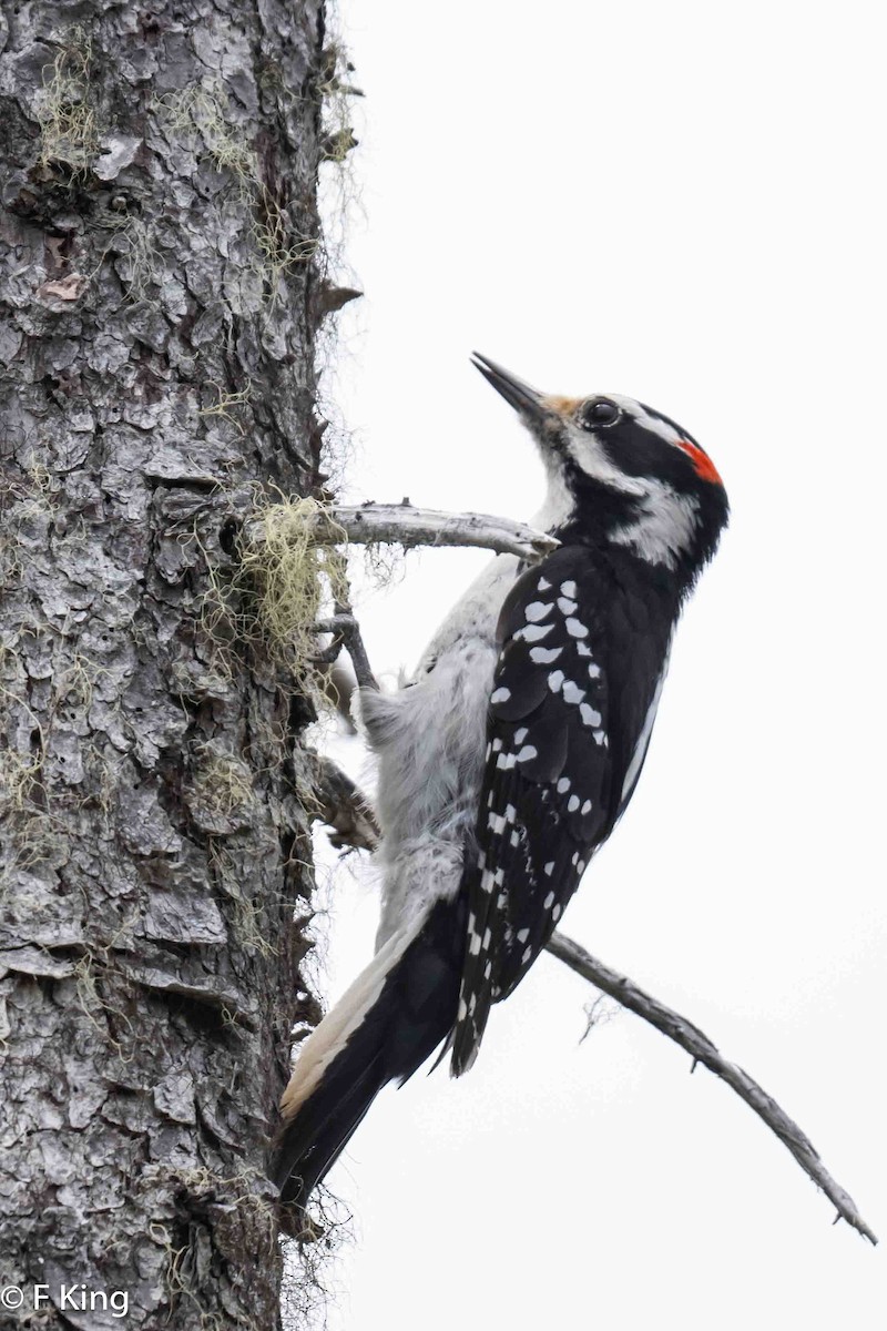 Hairy Woodpecker - Frank King