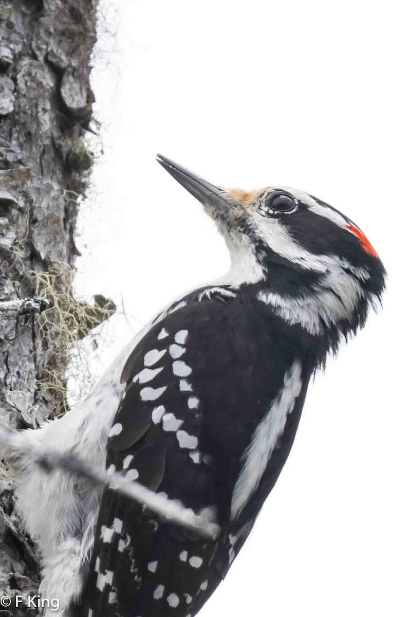 Hairy Woodpecker - Frank King