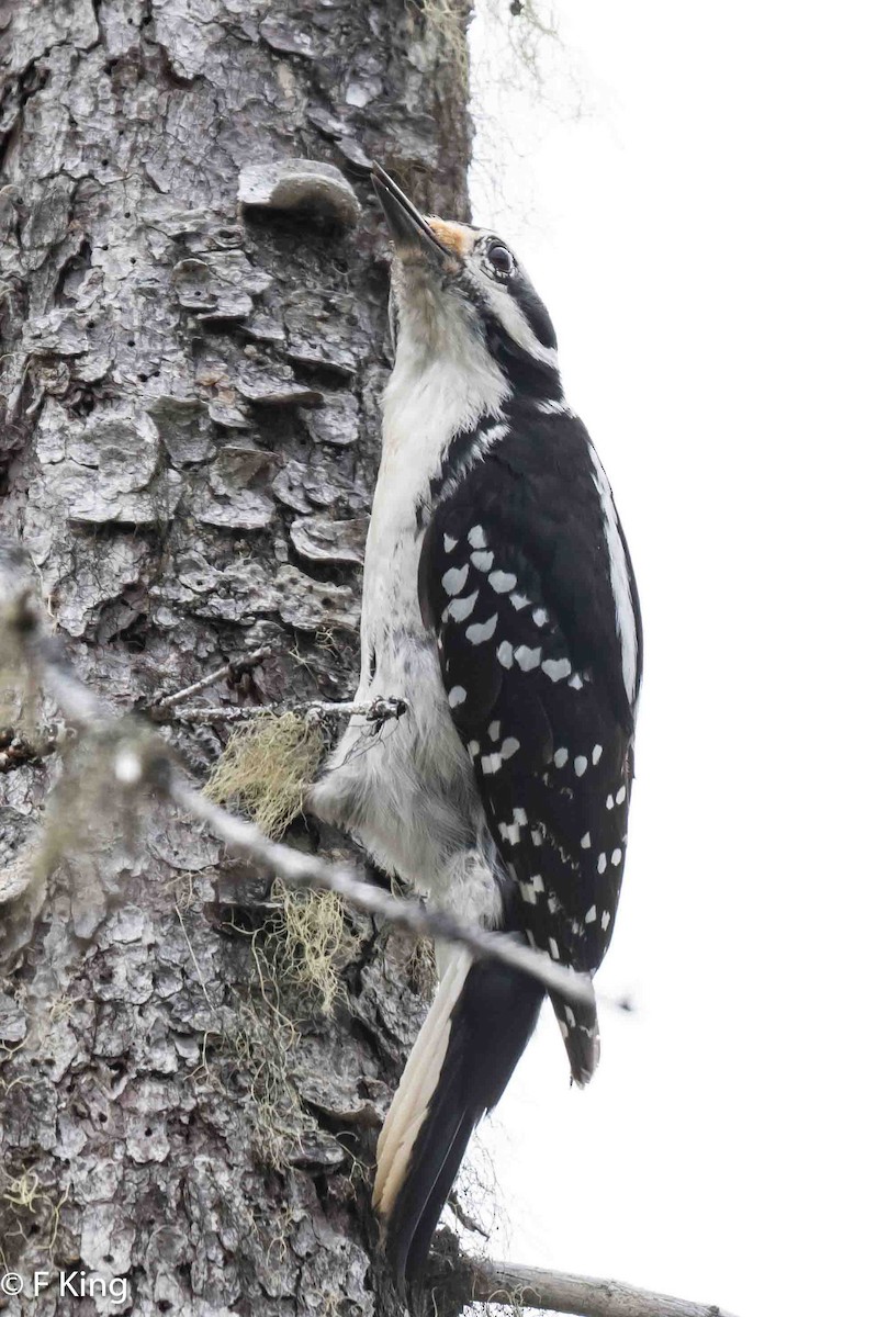 Hairy Woodpecker - Frank King