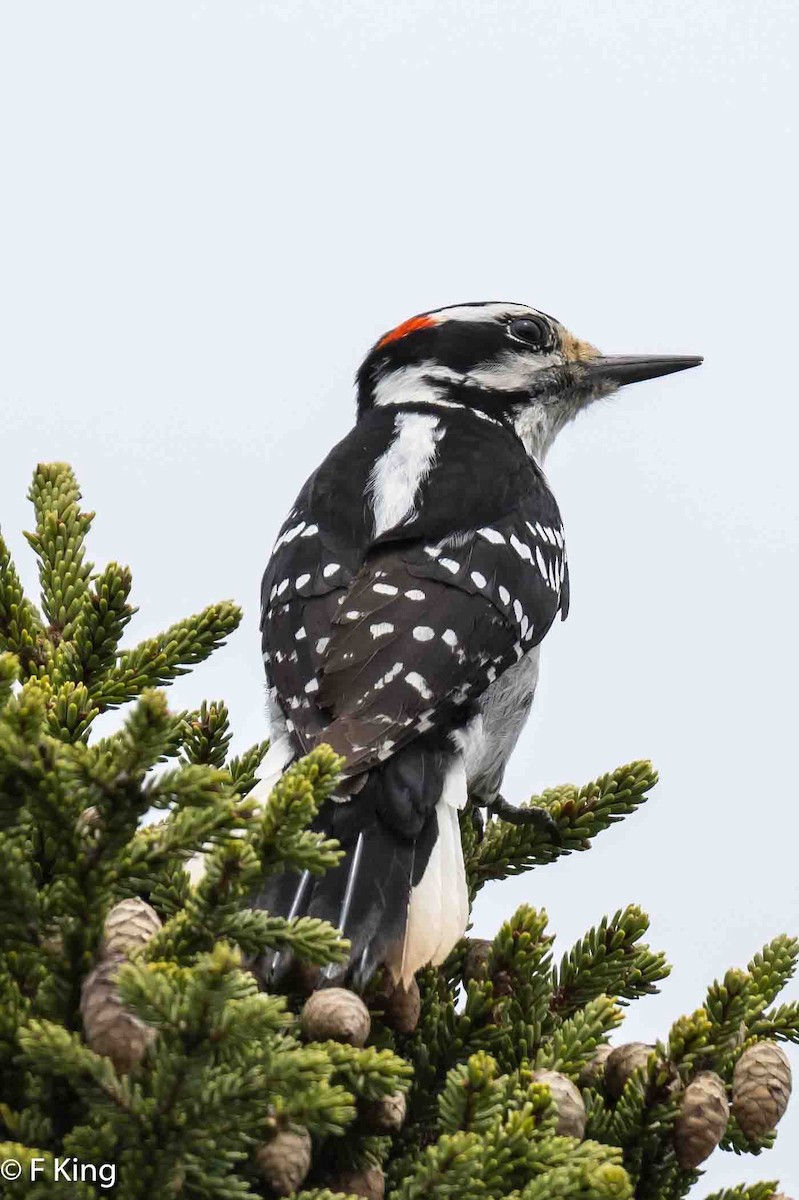 Hairy Woodpecker - Frank King