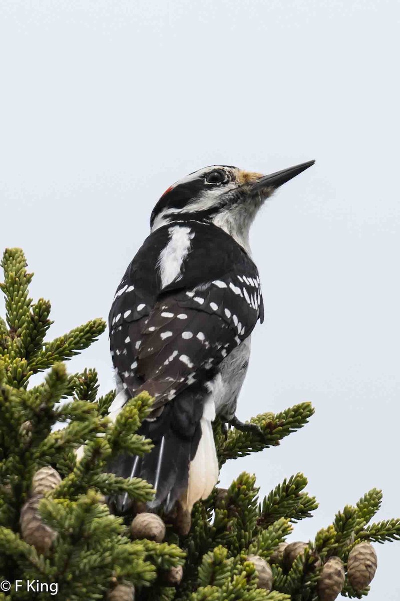 Hairy Woodpecker - Frank King