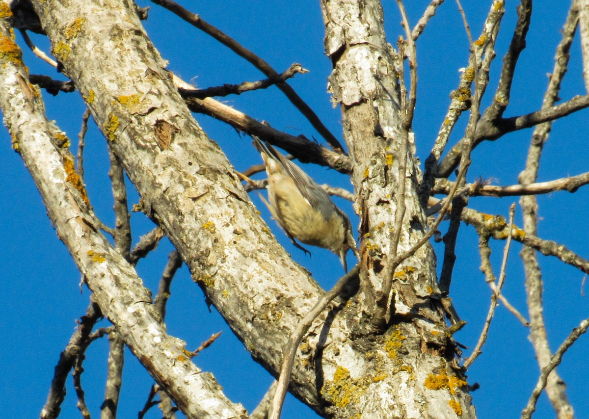 Eurasian Nuthatch - Manuel Ruiz