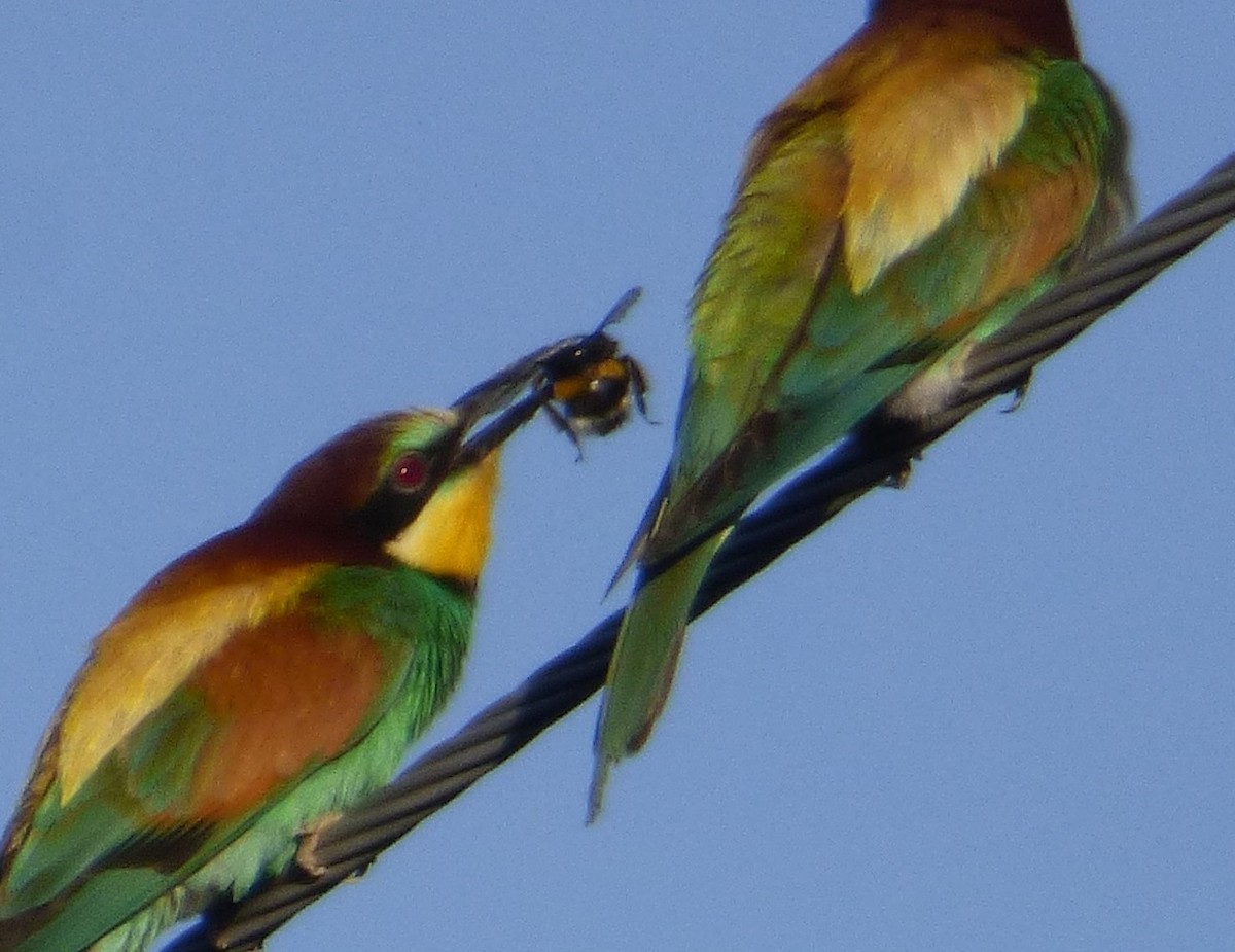 European Bee-eater - Patxi Andueza