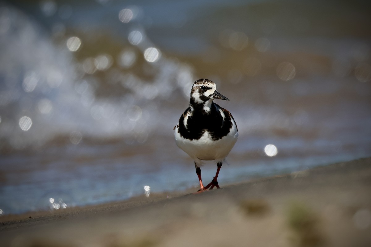 Ruddy Turnstone - Eric Leene