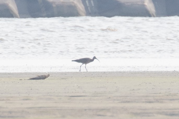 Whimbrel (Siberian) - Xiaoni Xu