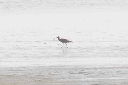 Whimbrel (Siberian) - Xiaoni Xu