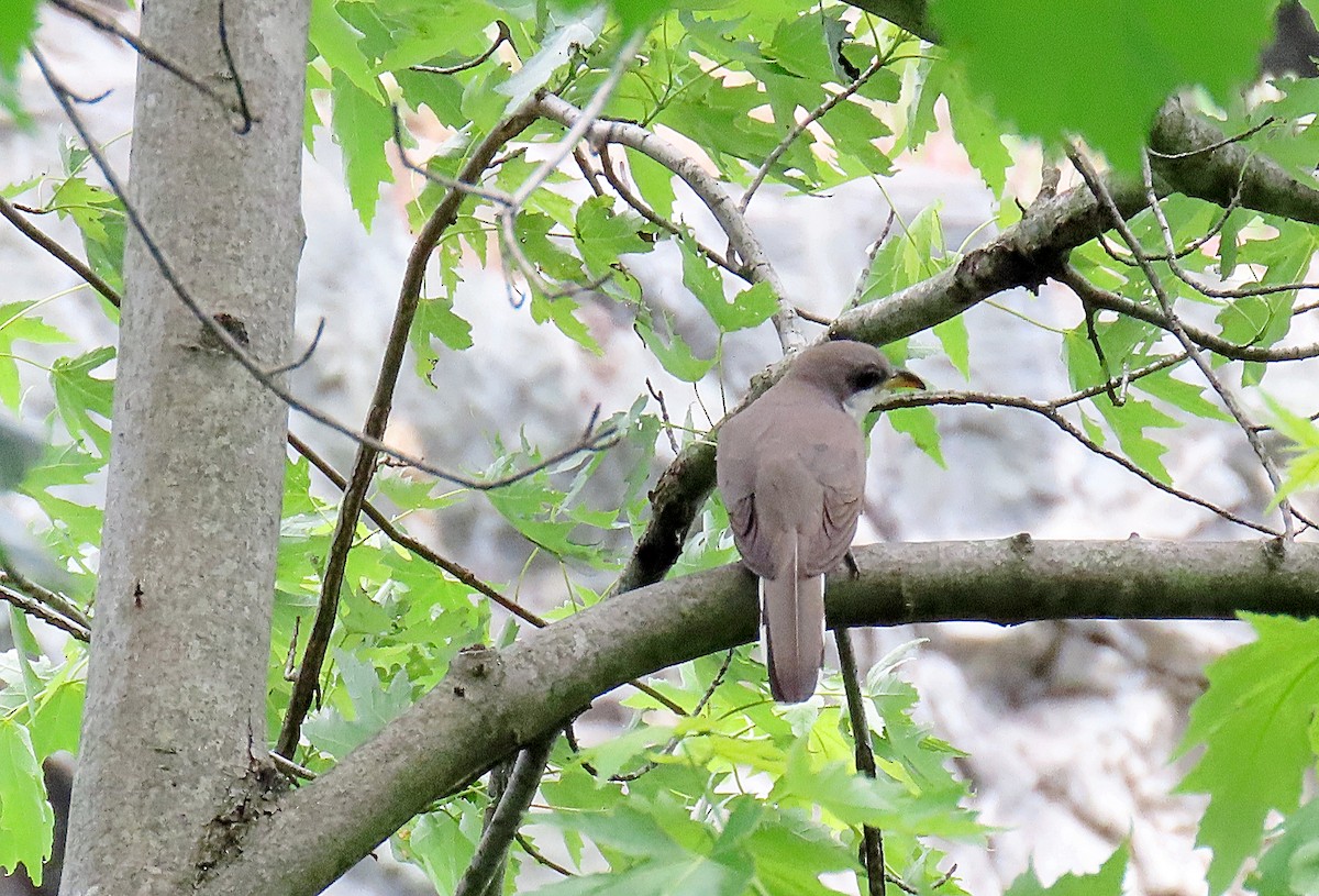 Yellow-billed Cuckoo - ML619524187