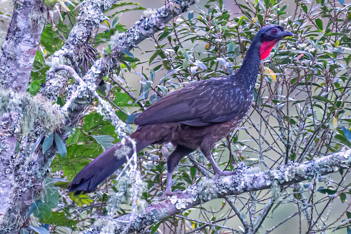 Dusky-legged Guan - Kurt Gaskill