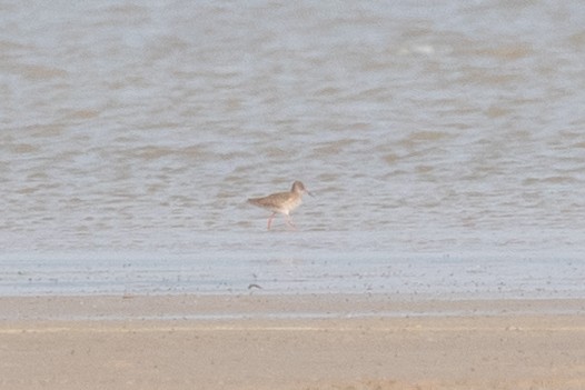 Common Redshank - Xiaoni Xu