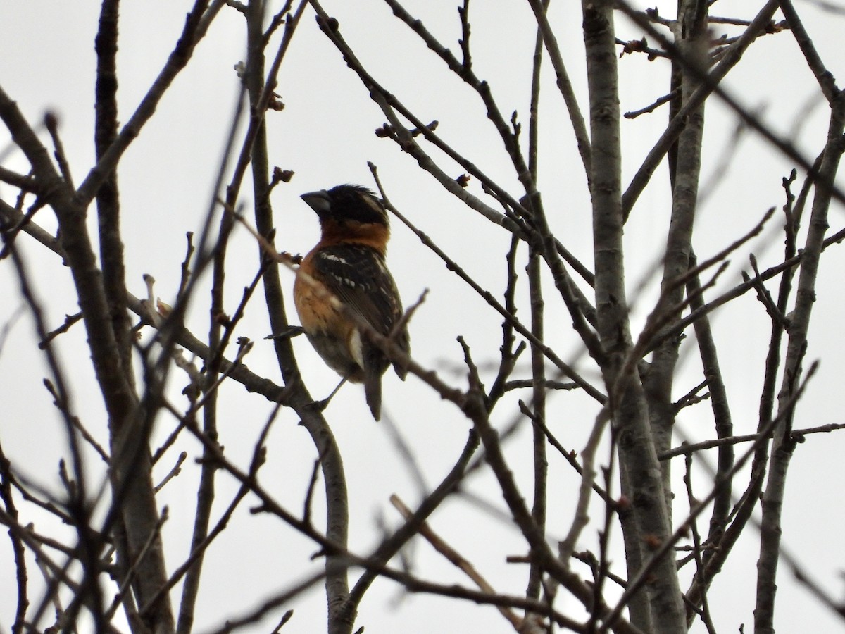 Black-headed Grosbeak - Christine Hogue