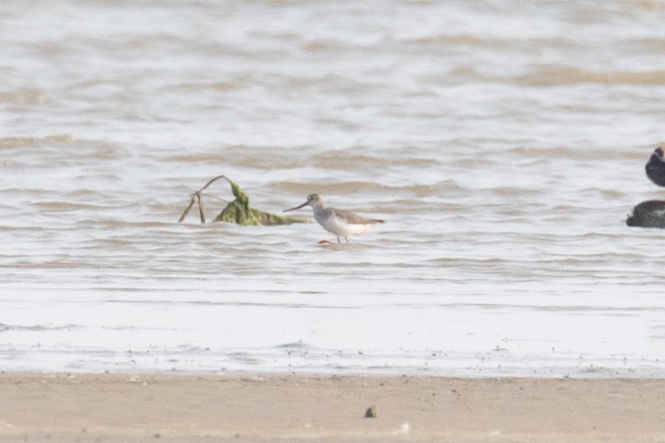 Terek Sandpiper - Xiaoni Xu