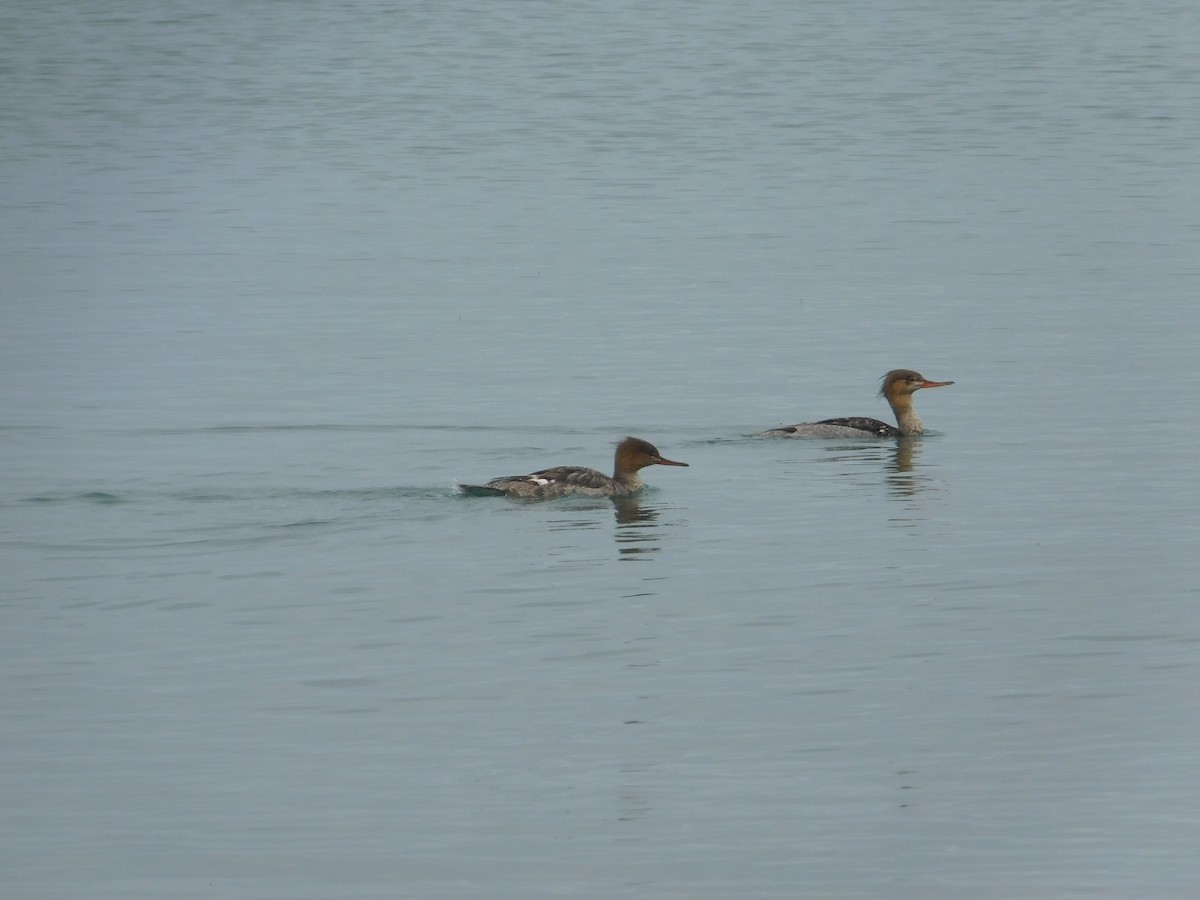 Red-breasted Merganser - Arrow Z L