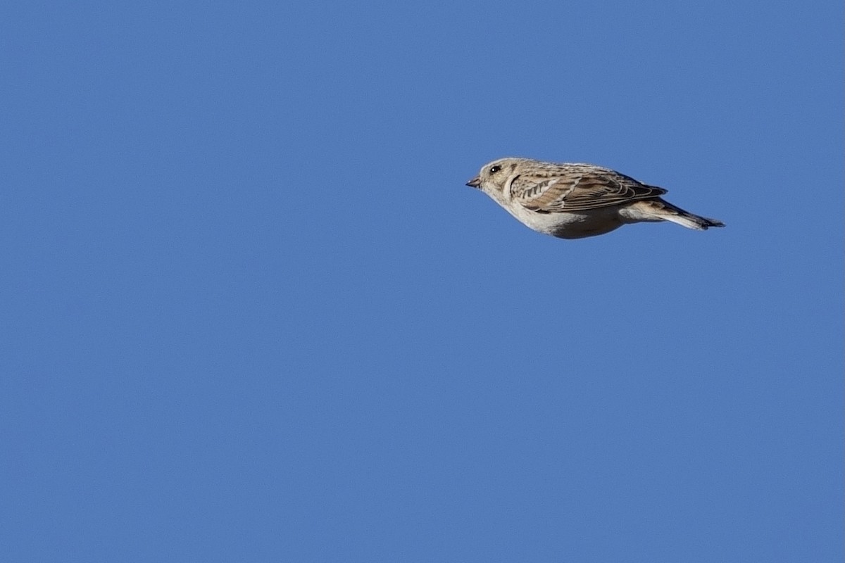 Lapland Longspur - LiCheng Wang