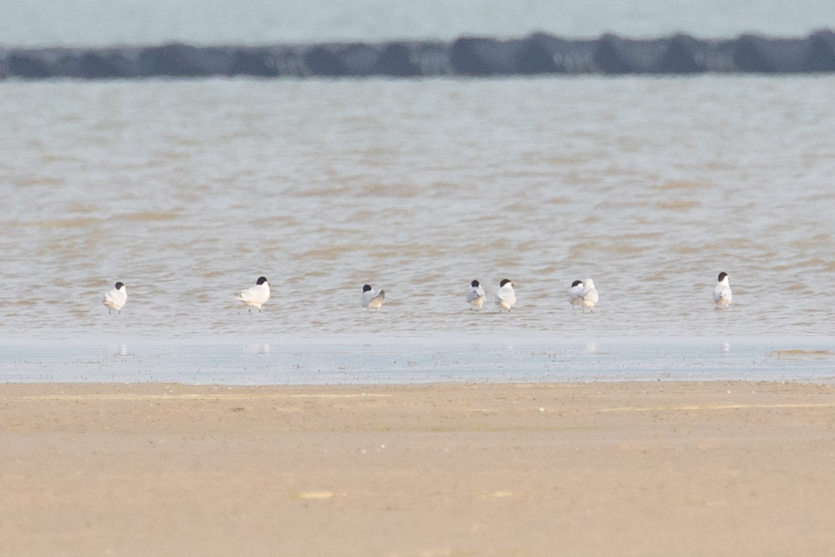 Gull-billed Tern - Xiaoni Xu