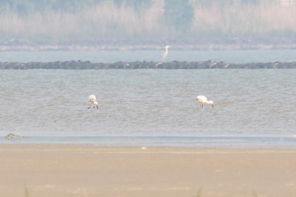 Eurasian Spoonbill - Xiaoni Xu