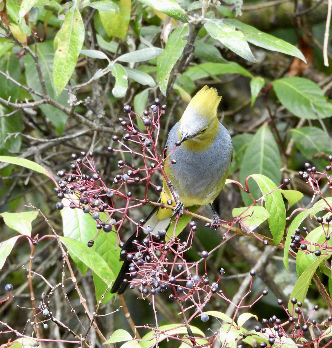 Long-tailed Silky-flycatcher - Susan Thome-Barrett