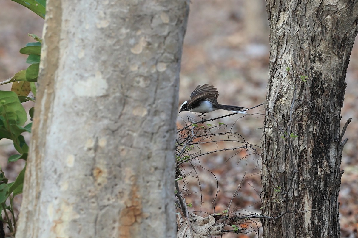 White-browed Fantail - Abhishek Shroti