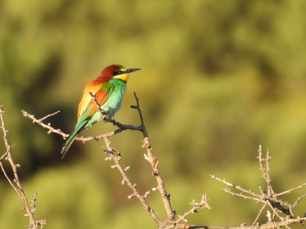 European Bee-eater - George Watola