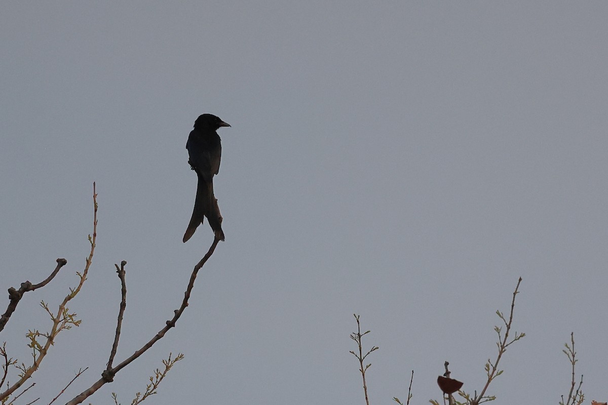 Black Drongo - Abhishek Shroti