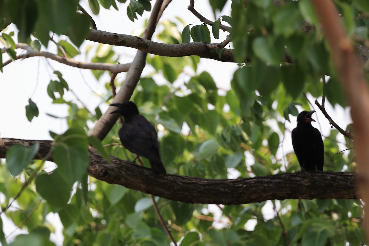 Large-billed Crow - Abhishek Shroti