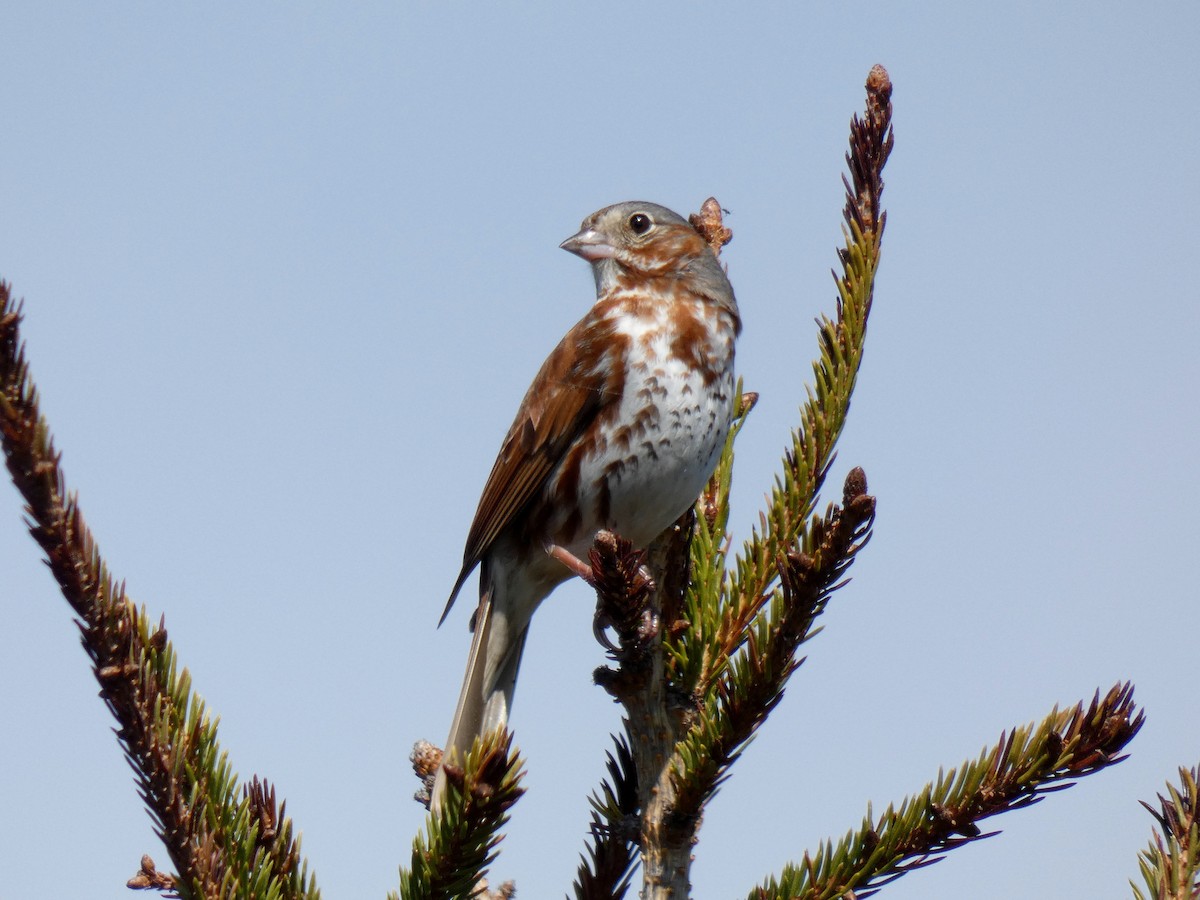 Fox Sparrow - Martine Giroux