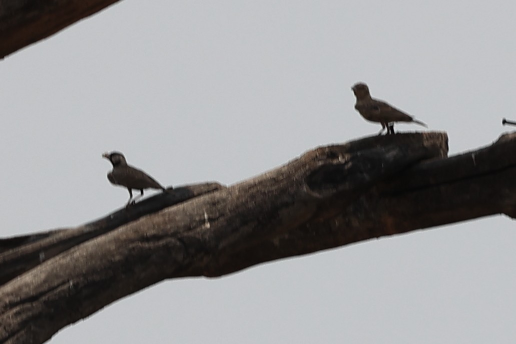 Ashy-crowned Sparrow-Lark - Abhishek Shroti