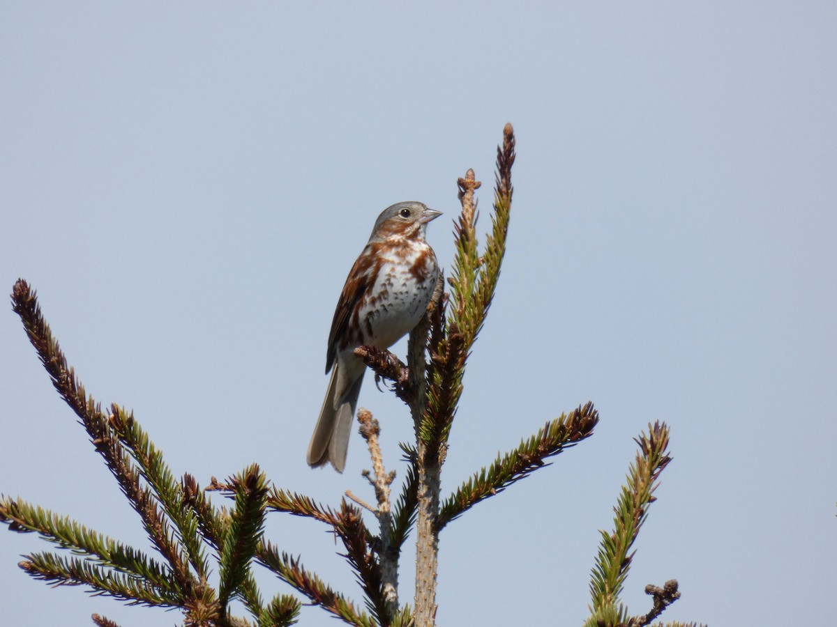 Fox Sparrow - Martine Giroux