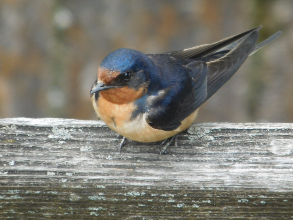 Barn Swallow - Arrow Z L