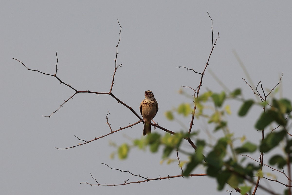 Indian Bushlark - Abhishek Shroti