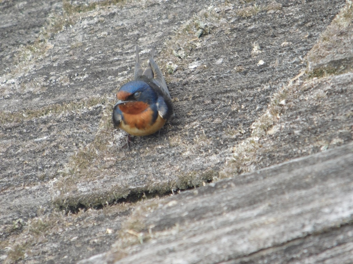 Barn Swallow - Arrow Z L