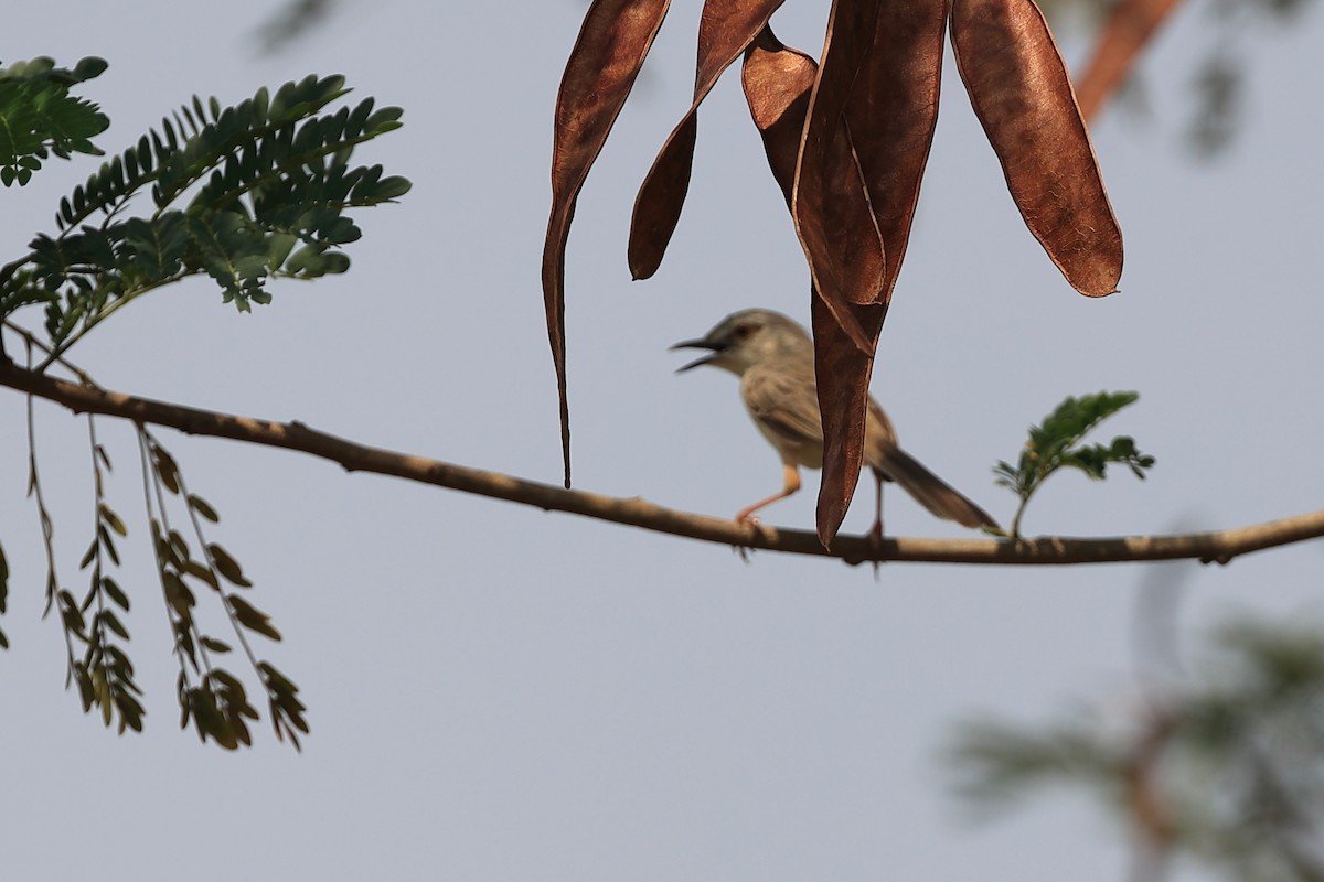 Plain Prinia - Abhishek Shroti