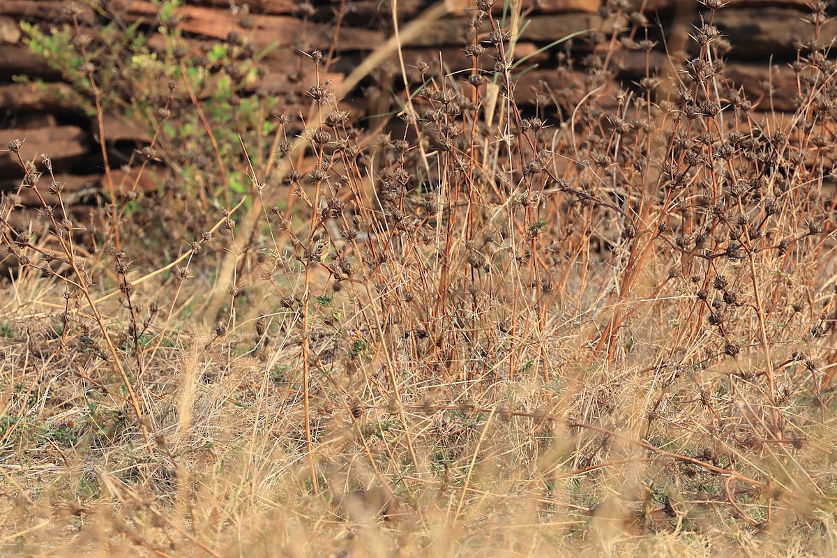 Zitting Cisticola - Abhishek Shroti