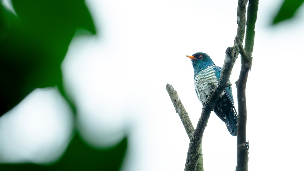 Asian Emerald Cuckoo - xiwen CHEN