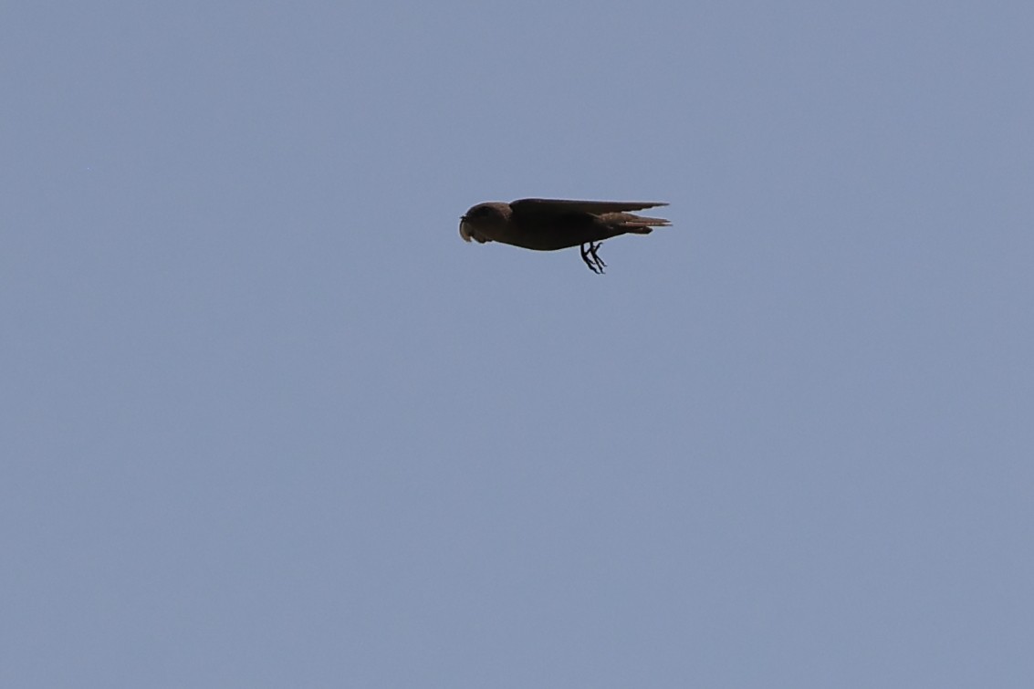 Dusky Crag-Martin - Abhishek Shroti