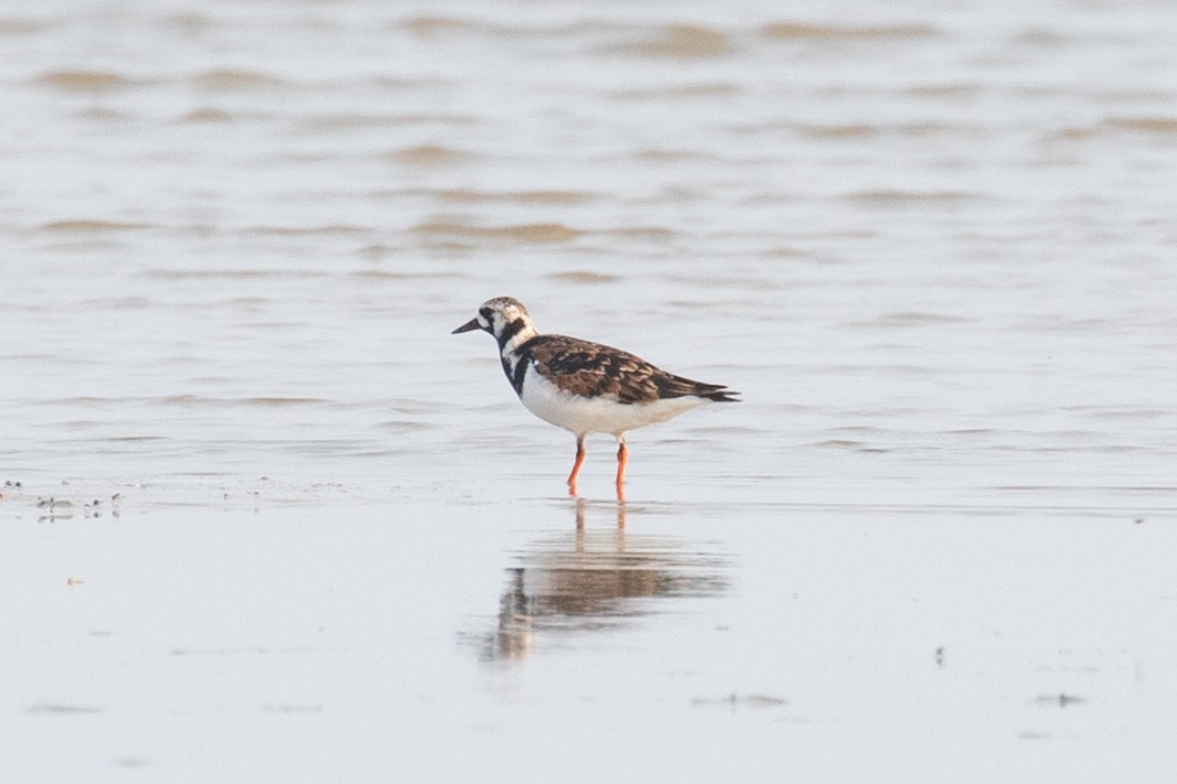 Ruddy Turnstone - Xiaoni Xu