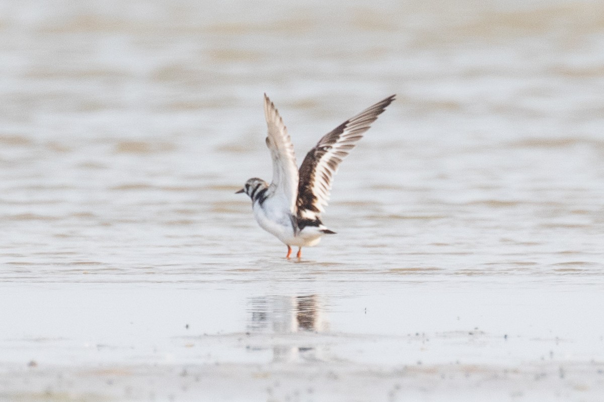 Ruddy Turnstone - Xiaoni Xu