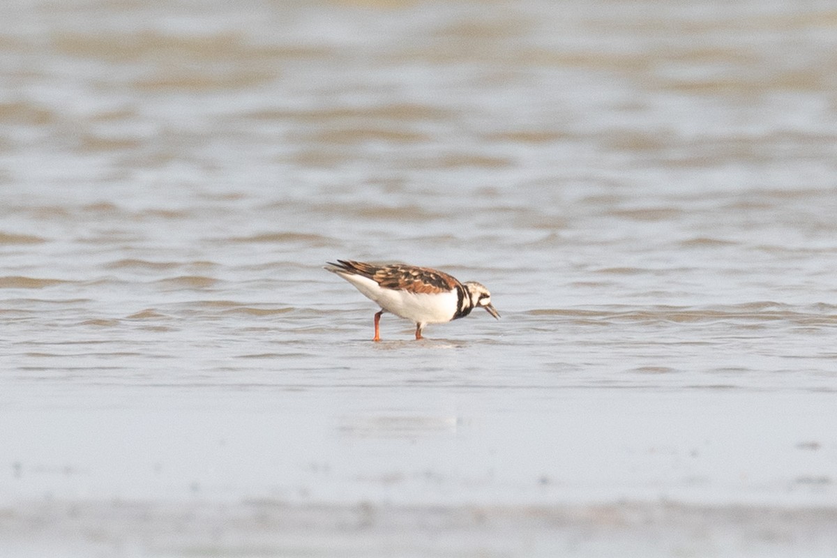 Ruddy Turnstone - Xiaoni Xu