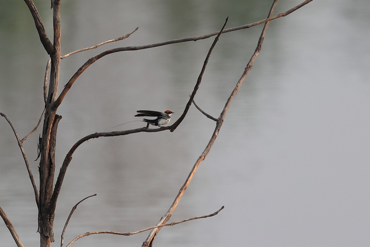 Wire-tailed Swallow - Abhishek Shroti