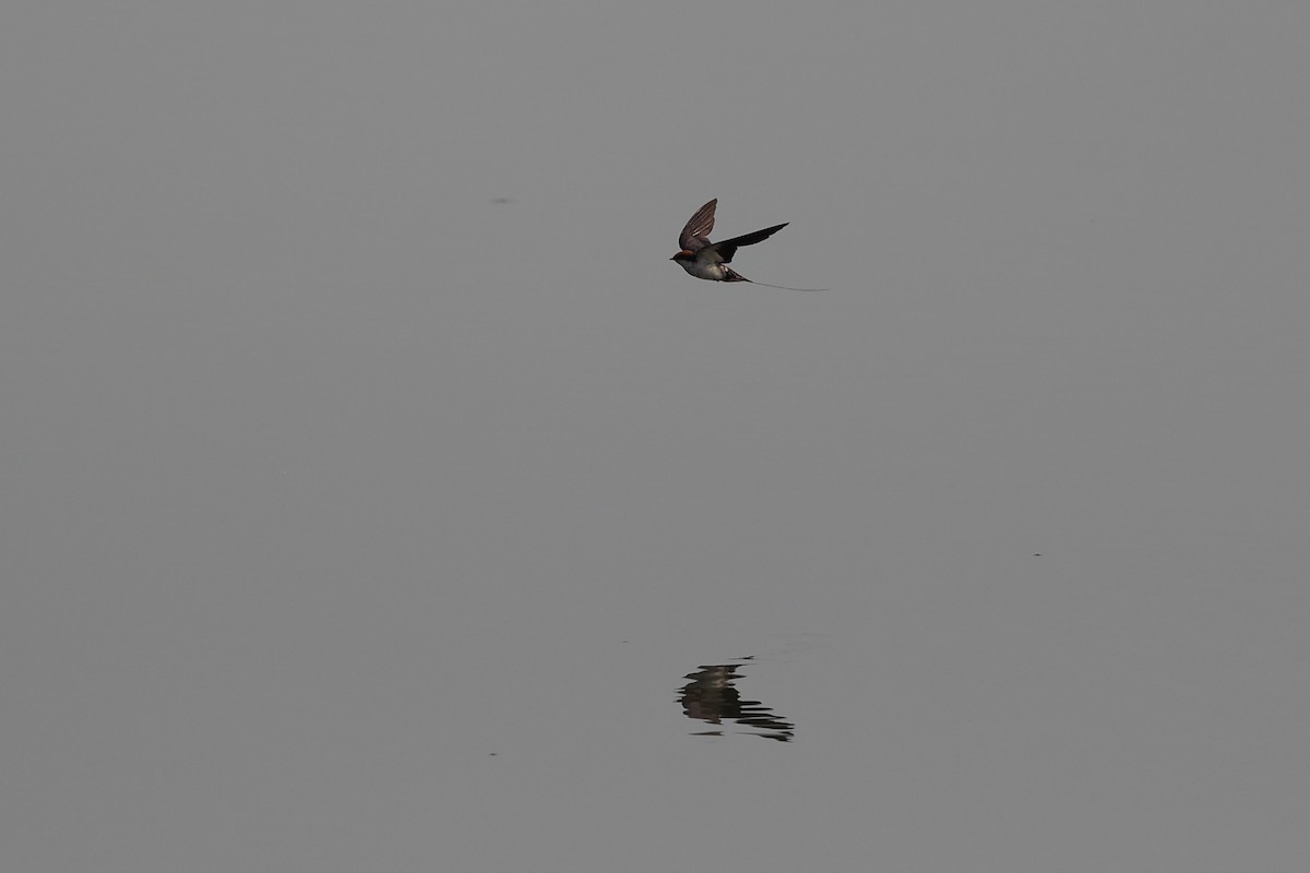 Wire-tailed Swallow - Abhishek Shroti