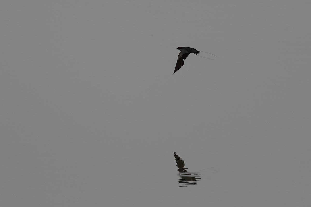 Wire-tailed Swallow - Abhishek Shroti