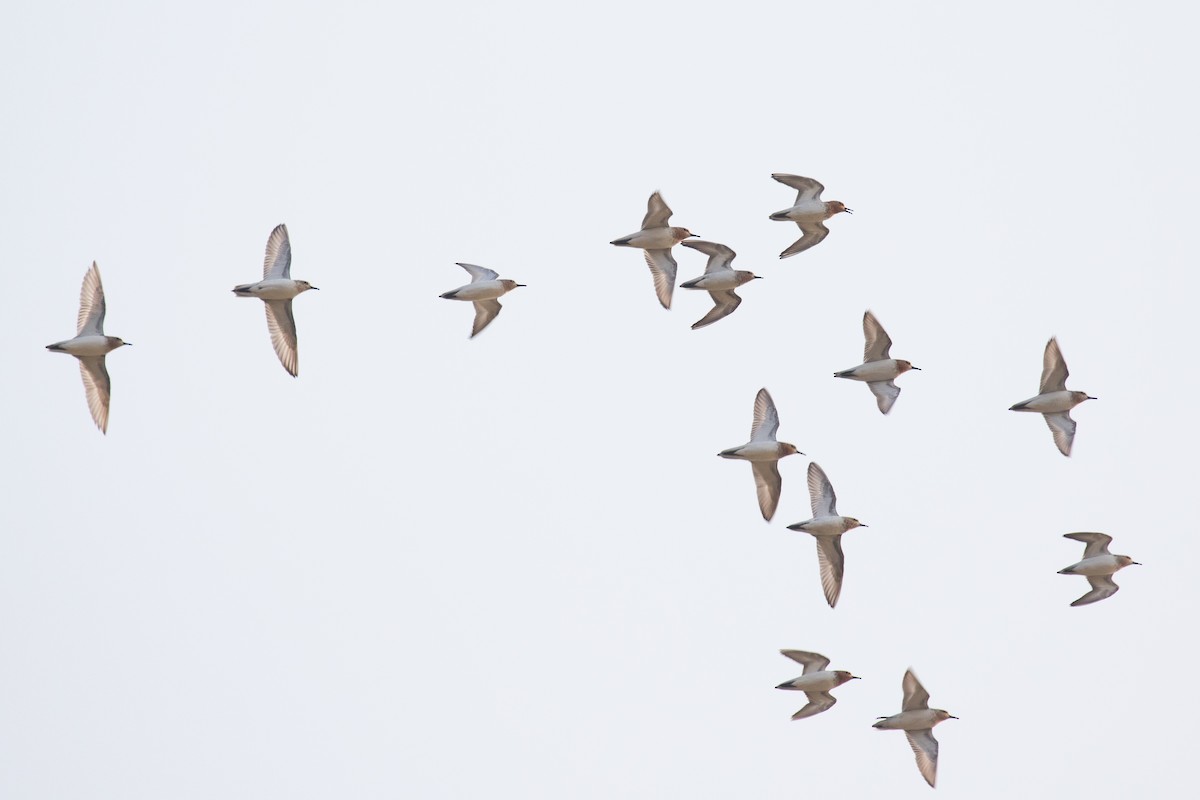 Red-necked Stint - Xiaoni Xu