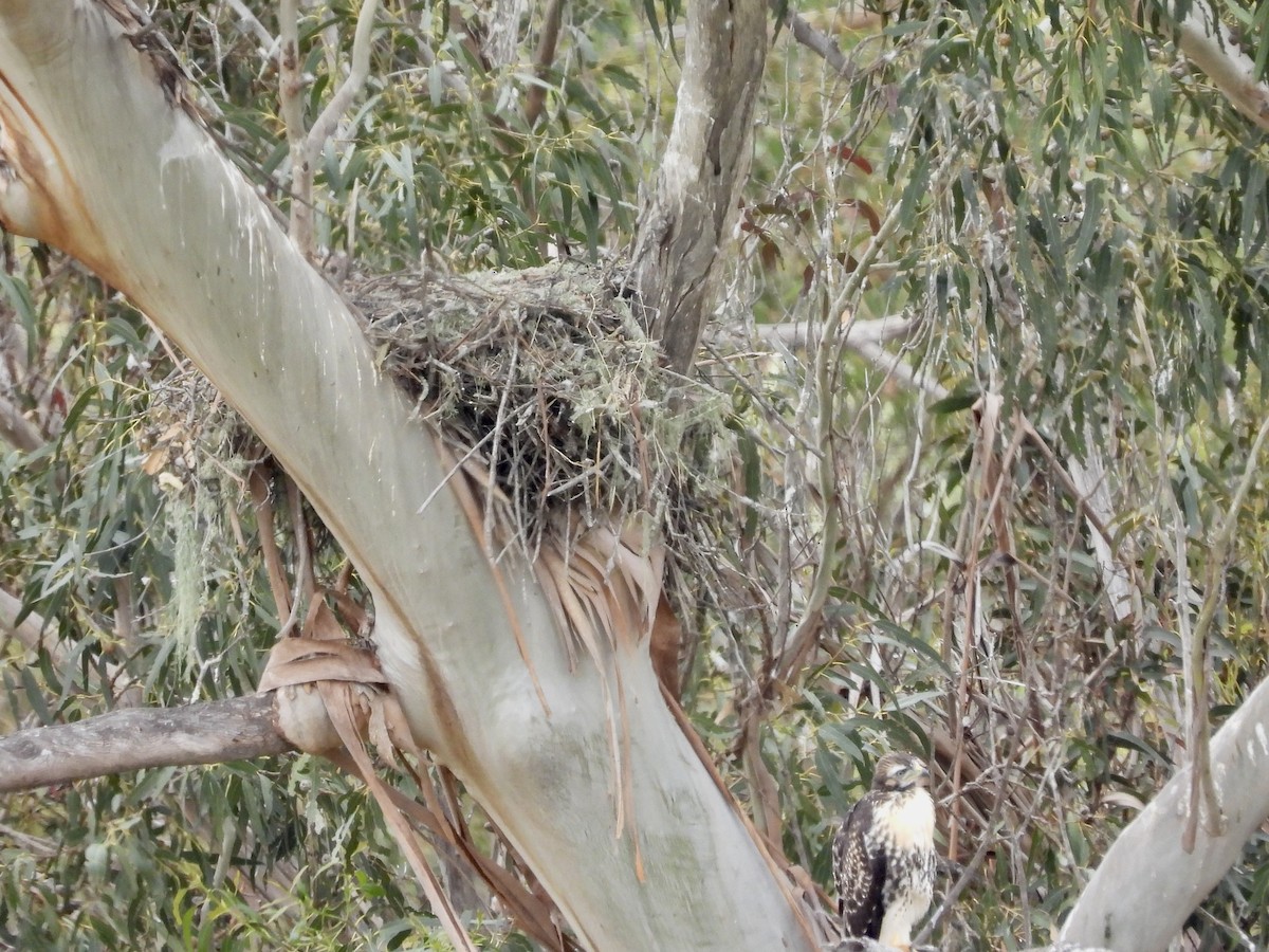 Red-tailed Hawk - Christine Hogue