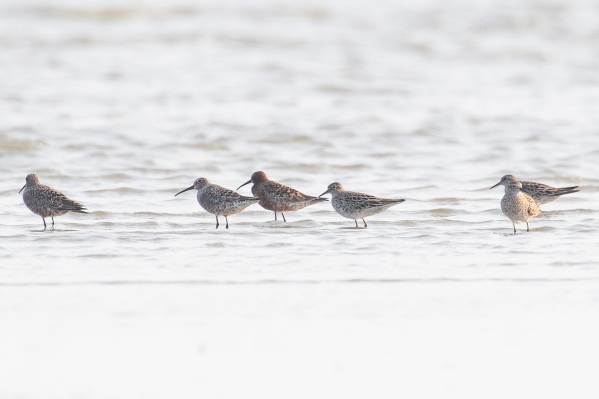 Curlew Sandpiper - Xiaoni Xu